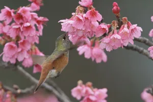 Amazilia Hummingbird (Amazilia amazilia), Peru Amazilia Hummingbird (Amazilia amazilia), Peru