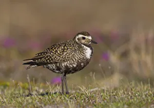 American Golden Plover (Pluvialis dominica) female, Manitoba, Canada American Golden Plover (Pluvialis dominica) female, Manitoba, Canada