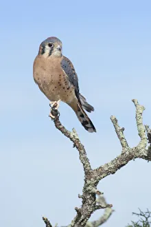 American Kestrel (Falco sparverius), Texas, USA American Kestrel (Falco sparverius), Texas, USA