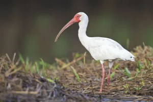 American White Ibis (Eudocimus albus), Costa Rica American White Ibis (Eudocimus albus), Costa Rica