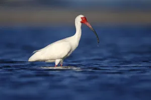 American White Ibis (Eudocimus albus) foraging, Florida, USA American White Ibis (Eudocimus albus) foraging, Florida, USA
