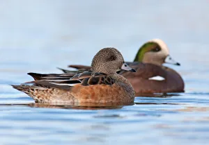 American Wigeon (Mareca americana), British Columbia, Canada American Wigeon (Mareca americana), British Columbia, Canada