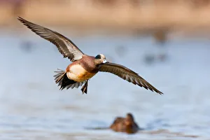 American Wigeon (Mareca americana) male flying, British Columbia, Canada American Wigeon (Mareca americana) male flying, British Columbia, Canada