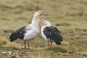 Andean Goose (Chloephaga melanoptera), Central Highlands, Peru Andean Goose (Chloephaga melanoptera), Central Highlands, Peru