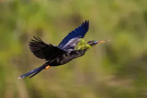 Anhinga (Anhinga anhinga) flying, Florida, USA Anhinga (Anhinga anhinga) flying, Florida, USA