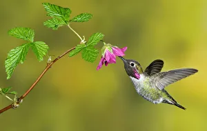 Annas Hummingbird (Calypte anna), British Columbia, Canada Annas Hummingbird (Calypte anna), British Columbia, Canada
