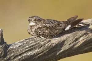 Anthonys Nightjar (Nyctidromus anthonyi), Ecuador Anthonys Nightjar (Nyctidromus anthonyi), Ecuador