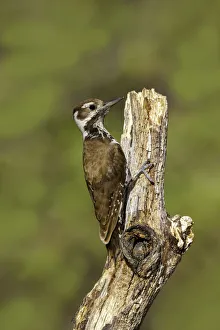 Arizona Woodpecker (Leuconotopicus arizonae) female, Arizona, USA Arizona Woodpecker (Leuconotopicus arizonae) female, Arizona, USA