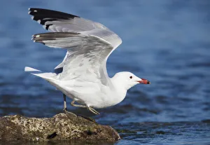 Audouins Gull (Ichthyaetus audouinii) taking flight, Mallorca, Spain Audouins Gull (Ichthyaetus audouinii) taking flight, Mallorca, Spain