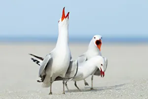 Audouins Gull (Ichthyaetus audouinii) courting, Mallorca, Spain Audouins Gull (Ichthyaetus audouinii) courting, Mallorca, Spain