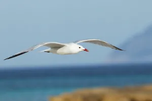 Audouins Gull (Ichthyaetus audouinii) flying, Mallorca, Spain Audouins Gull (Ichthyaetus audouinii) flying, Mallorca, Spain