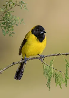 Audubons Oriole (Icterus graduacauda) perched on a branch, Texas, USA Audubons Oriole (Icterus graduacauda) perched on a branch, Texas, USA