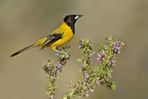 Audubons Oriole (Icterus graduacauda), Texas, USA Audubons Oriole (Icterus graduacauda), Texas, USA