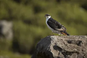 Augur Buzzard (Buteo augur) perched on a rock, Bale Mountains National Park, Ethiopia Augur Buzzard (Buteo augur) perched on a rock, Bale Mountains National Park, Ethiopia