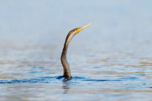 Australasian Darter (Anhinga novaehollandiae), Victoria, Australia Australasian Darter (Anhinga novaehollandiae), Victoria, Australia
