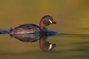 Australasian Grebe (Tachybaptus novaehollandiae), Victoria, Australia Australasian Grebe (Tachybaptus novaehollandiae), Victoria, Australia