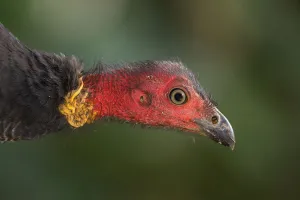 Australian Brushturkey (Alectura lathami) male, Queensland, Australia Australian Brushturkey (Alectura lathami) male, Queensland, Australia