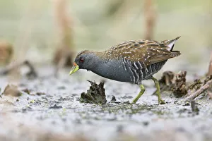 Australian Crake (Porzana fluminea) foraging, Victoria, Australia Australian Crake (Porzana fluminea) foraging, Victoria, Australia
