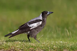 Australian Magpie (Gymnorhina tibicen), Australia Australian Magpie (Gymnorhina tibicen), Australia