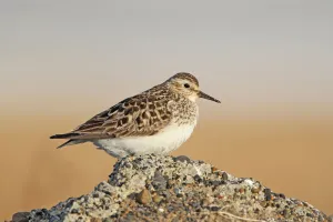 Bairds Sandpiper (Calidris bairdii) female, Alaska, USA Bairds Sandpiper (Calidris bairdii) female, Alaska, USA