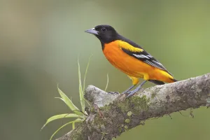 Baltimore Oriole (Icterus galbula) male, Costa Rica Baltimore Oriole (Icterus galbula) male, Costa Rica