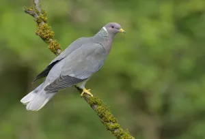 Band-tailed Pigeon (Patagioenas fasciata), British Columbia, Canada