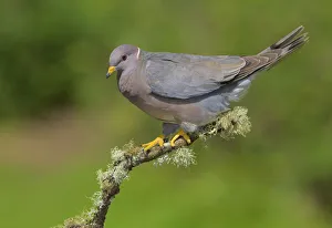 Band-tailed Pigeon (Patagioenas fasciata), British Columbia, Canada
