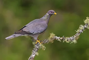 Band-tailed Pigeon (Patagioenas fasciata), British Columbia, Canada