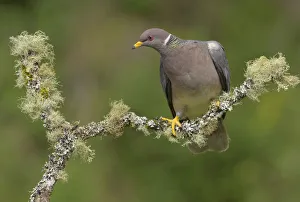 Band-tailed Pigeon (Patagioenas fasciata), British Columbia, Canada