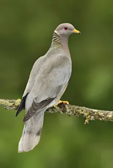 Band-tailed Pigeon (Patagioenas fasciata), British Columbia, Canada