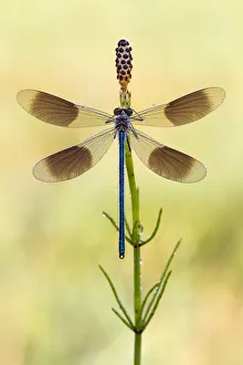 Banded Demoiselle (Calopteryx splendens) male with open wings on Field Horsetail Banded Demoiselle (Calopteryx splendens) male with open wings on Field Horsetail