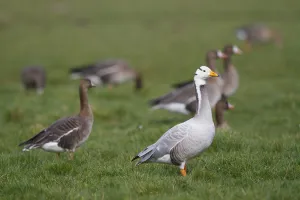 Bar-headed Goose (Anser indicus) and Greater White-fronted Geese (Anser albifrons) Bar-headed Goose (Anser indicus) and Greater White-fronted Geese (Anser albifrons)