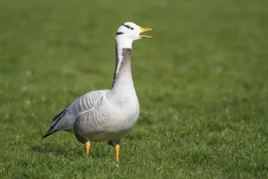 Bar-headed Goose (Anser indicus) calling, The Netherlands Bar-headed Goose (Anser indicus) calling, The Netherlands