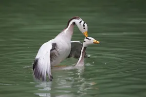 Bar-headed Goose (Anser indicus) pair mating, Bavaria, Germany Bar-headed Goose (Anser indicus) pair mating, Bavaria, Germany