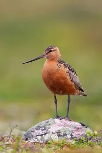 Bar-tailed Godwit (Limosa lapponica) male, Finnmark, Norway Bar-tailed Godwit (Limosa lapponica) male, Finnmark, Norway
