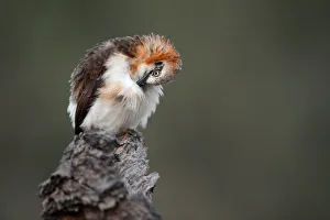 Bare-cheeked Babbler (Turdoides gymnogenys), Namibia Bare-cheeked Babbler (Turdoides gymnogenys), Namibia