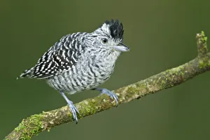 Barred Antshrike (Thamnophilus doliatus) male, Trinidad and Tobago Barred Antshrike (Thamnophilus doliatus) male, Trinidad and Tobago