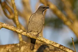 Barred Cuckooshrike (Coracina lineata) juvenile, Queensland, Australia Barred Cuckooshrike (Coracina lineata) juvenile, Queensland, Australia