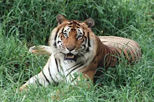 Images Dated 25th November 1998: Bengal Tiger (Panthera tigris tigris) portrait, Hilo Zoo, Hawaii, native to India