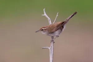 Bewicks Wren (Thryomanes bewickii), Texas, USA Bewicks Wren (Thryomanes bewickii), Texas, USA