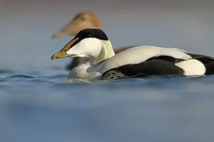 Common Eider Print, Rapperswil Switzerland