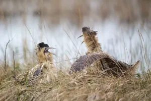 Eurasian Bittern Print, Burgenland, Austria