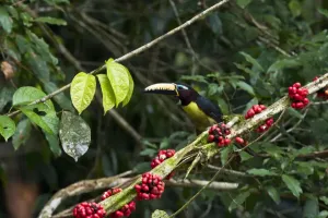Tropical Animal Photography Prints: Lettered Aracari (Pteroglossus inscriptus), Yasuni National Park, Amazon Rainforest