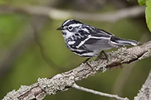 Black-and-white Warbler (Mniotilta varia), Ontario, Canada Black-and-white Warbler (Mniotilta varia), Ontario, Canada