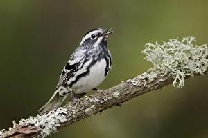 Black-and-white Warbler (Mniotilta varia) singing, Ontario, Canada Black-and-white Warbler (Mniotilta varia) singing, Ontario, Canada
