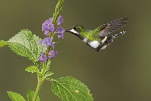 Black Bellied Thorntail Black Bellied Thorntail