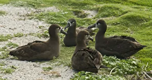 Black-footed Albatross (Phoebastria nigripes), Hawaii, USA Black-footed Albatross (Phoebastria nigripes), Hawaii, USA