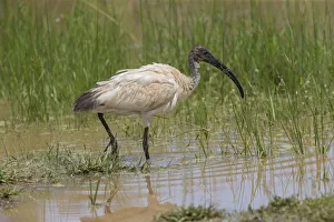 Black-headed Ibis (Threskiornis melanocephalus) foraging, Sri Lanka Black-headed Ibis (Threskiornis melanocephalus) foraging, Sri Lanka