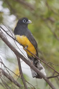 Black-headed Trogon (Trogon melanocephalus), Costa Rica Black-headed Trogon (Trogon melanocephalus), Costa Rica