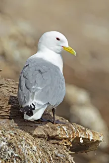 Black-legged Kittiwake (Rissa tridactyla), Finnmark, Norway Black-legged Kittiwake (Rissa tridactyla), Finnmark, Norway